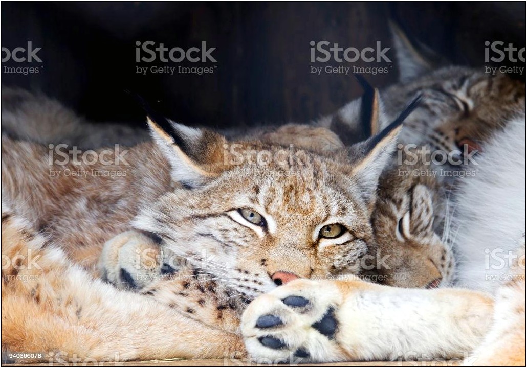 A Lynx Template Free Whole Body