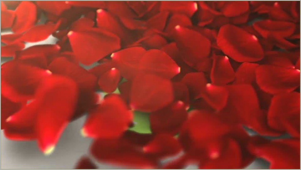 Flower Petals After Effects Template Free