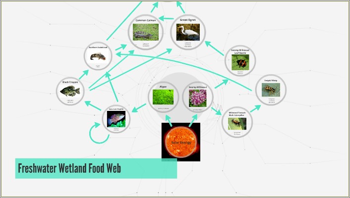 Food Web Diagram Template Free Freshwater