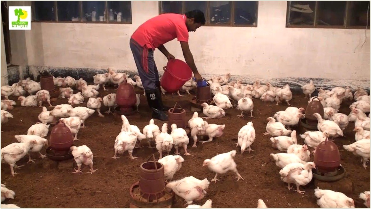 Free Poultry Farm Business Plan Template