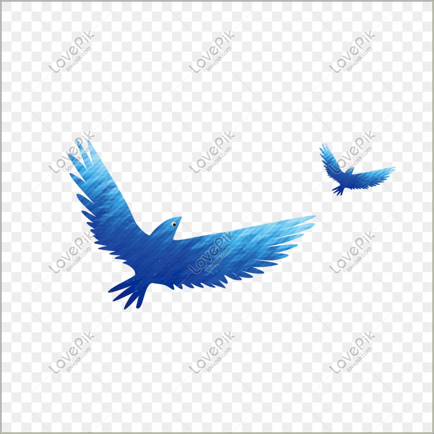 flying bird template after effects free download