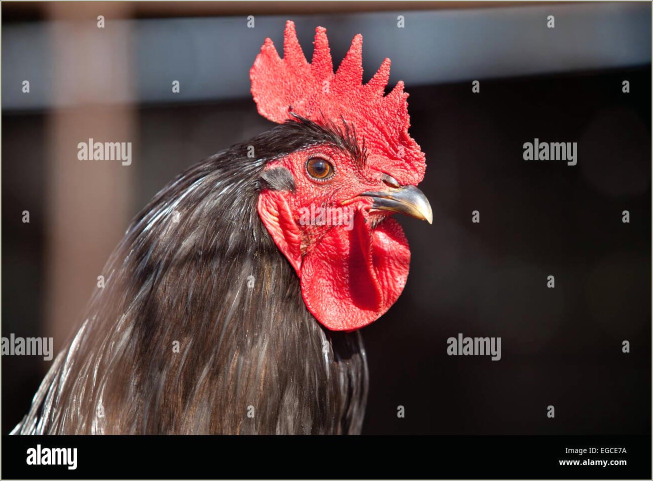 Free Powerpoint Templates Year Of The Rooster