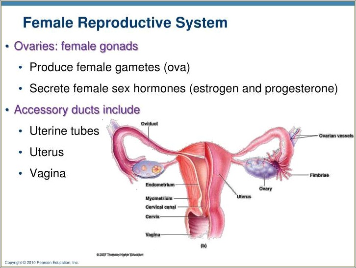 Human Reproductive System Ppt Template Free Download