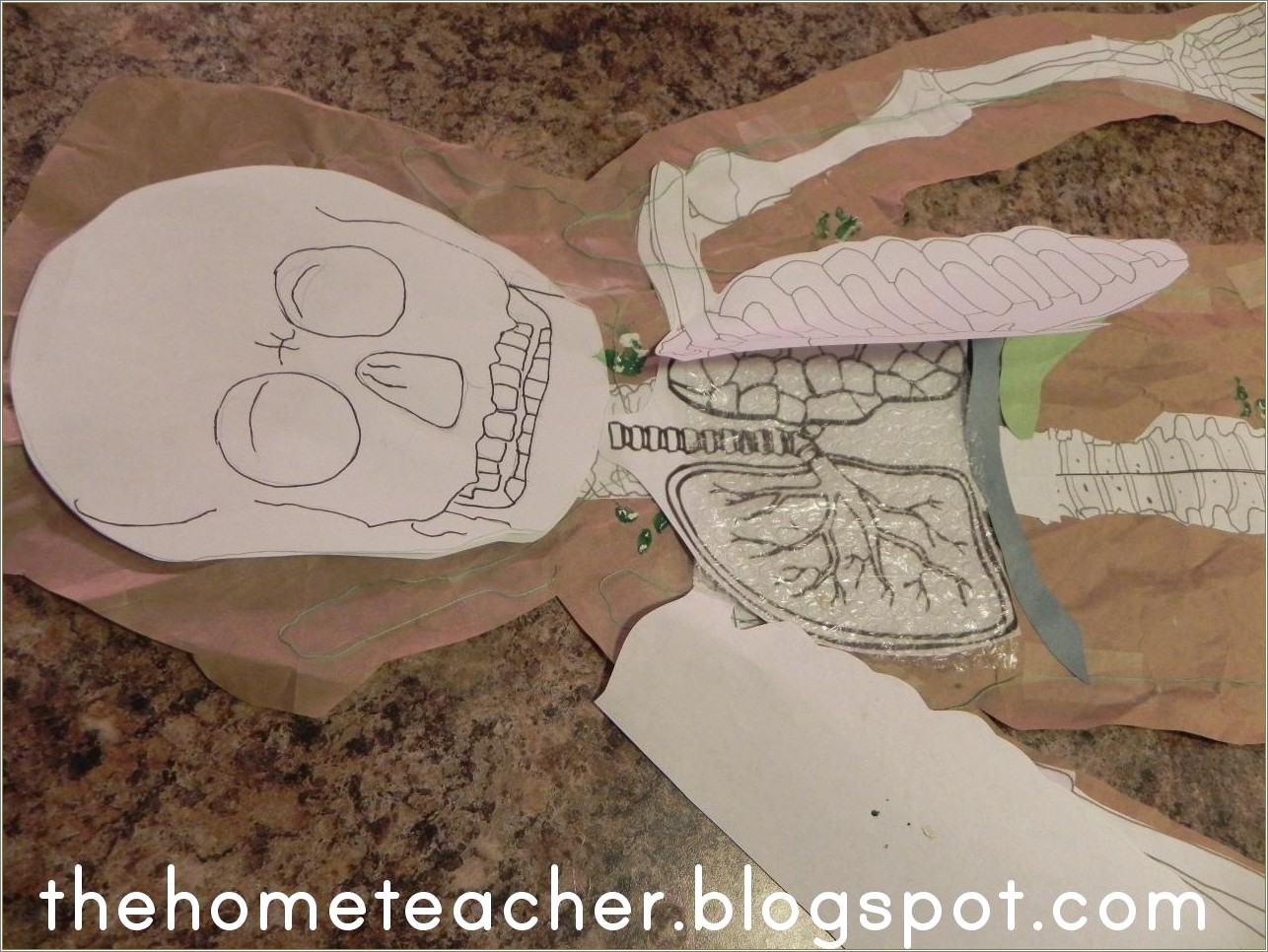 Life Size Muscles With This Free Printable Template