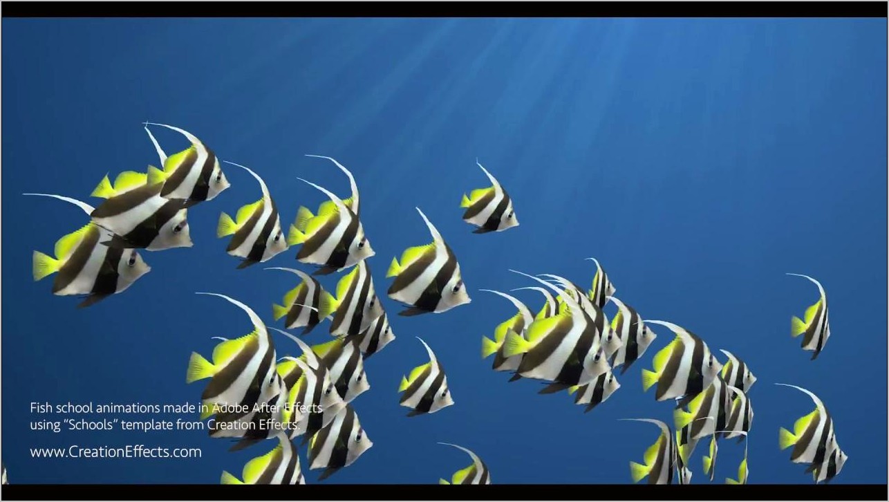 After Effects 3d School Of Fish Template Download