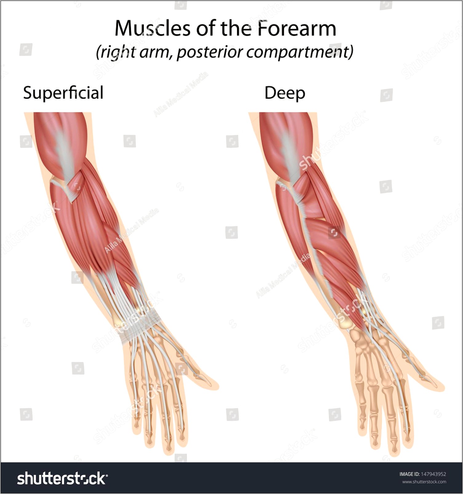 Download Images Of Forearm Muscles Blank Templates