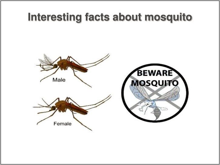 Mosquito Powerpoint Presentation Template Free Download