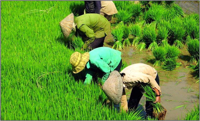 Resume Graduate School Agriculture Management