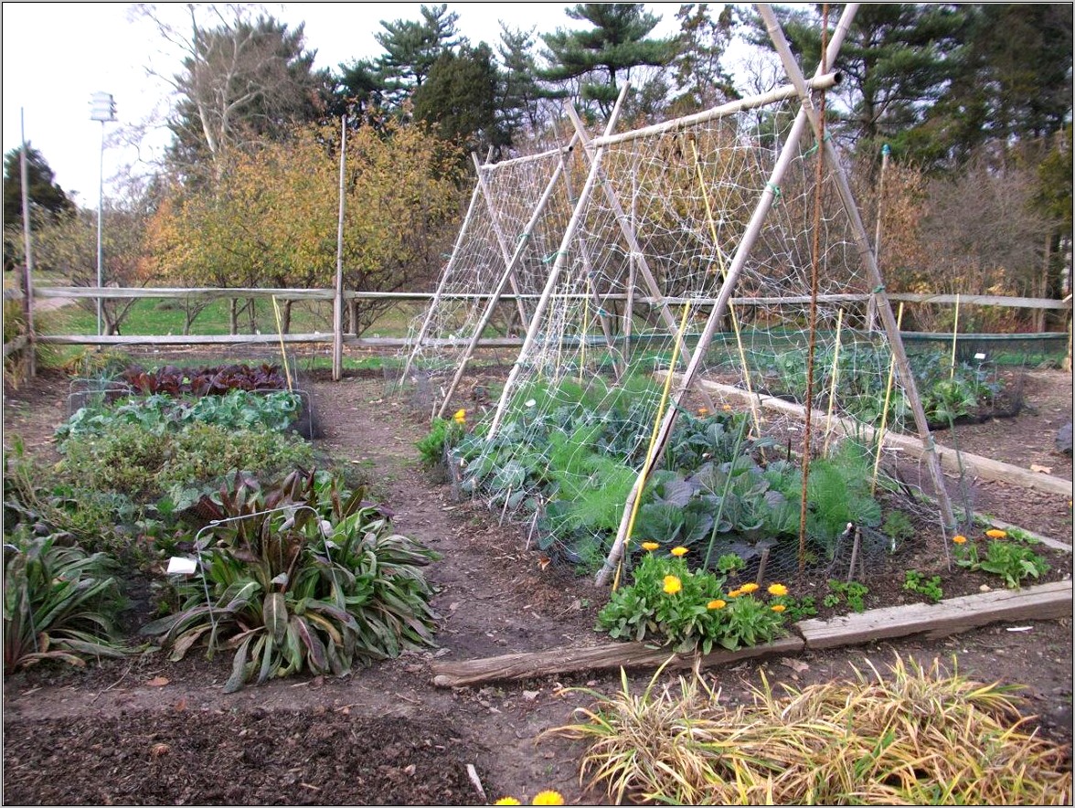 Vegetable And Berry Garden Plan Template Free